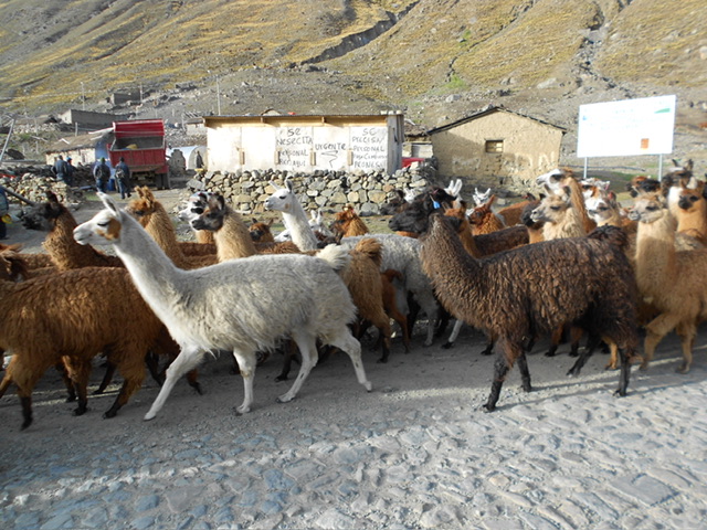 Das Bild zeigt eine Lama-Herde auf einer kleinen Straße in der Sierra Tunari in Bolivien