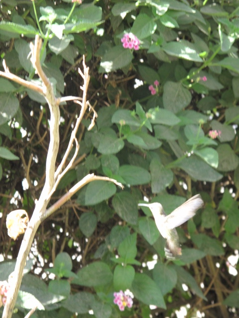 Das Bild zeigt einen Kolibri in Peru.