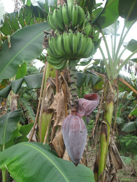 Das Bild zeigt eine Bananenstaude im Departement Beni in Bolivien.