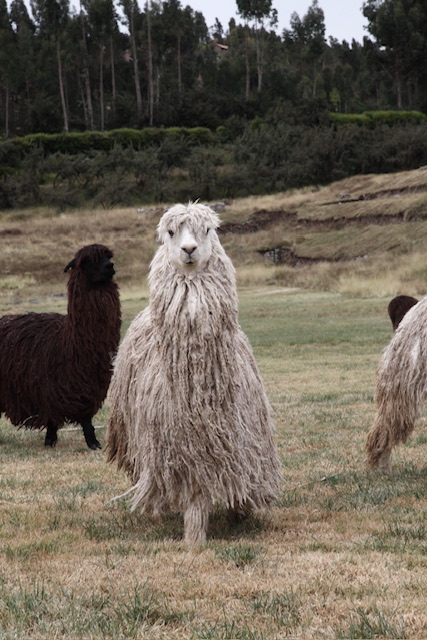 Lama in Cusco, Peru.