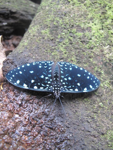 Das Bild zeigt einen schwarzen Schmetterling mit leuchtenden, hellblauen Punkten.