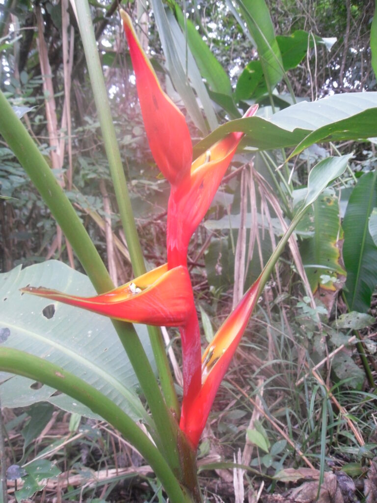 Das Bild zeigt eine Blume mit rot-gelben Blüten